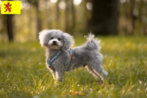 Read more about the article Bolonka Zwetna breeders and puppies in South Holland