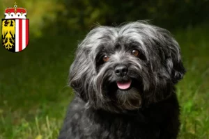 Read more about the article Bolonka Zwetna breeders and puppies in Upper Austria