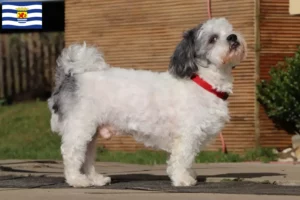 Read more about the article Bolonka Zwetna breeders and puppies in Zeeland