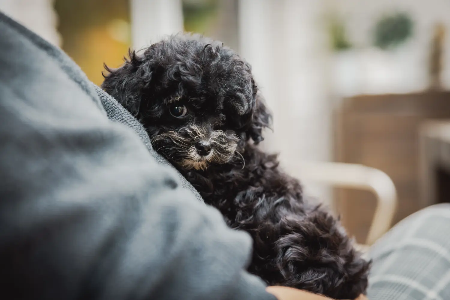 Buying a Bolonka Zwetna puppy means taking responsibility! Buy Bolonka Zwetna puppies.