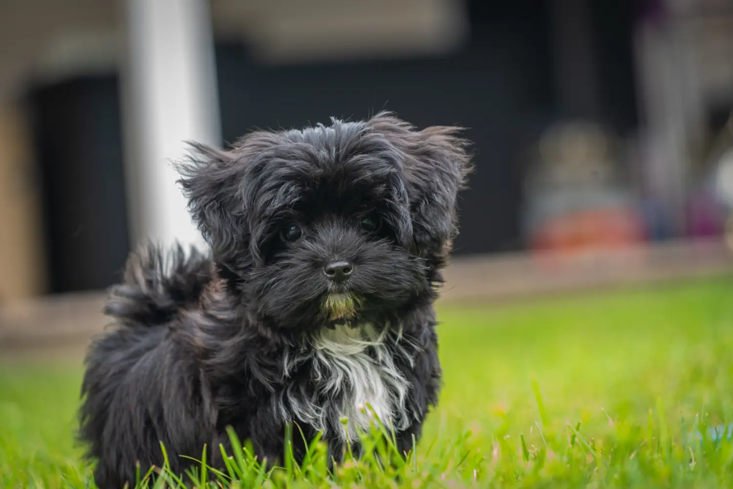 Buying a Bolonka Zwetna puppy means taking responsibility! Buy Bolonka Zwetna puppies.