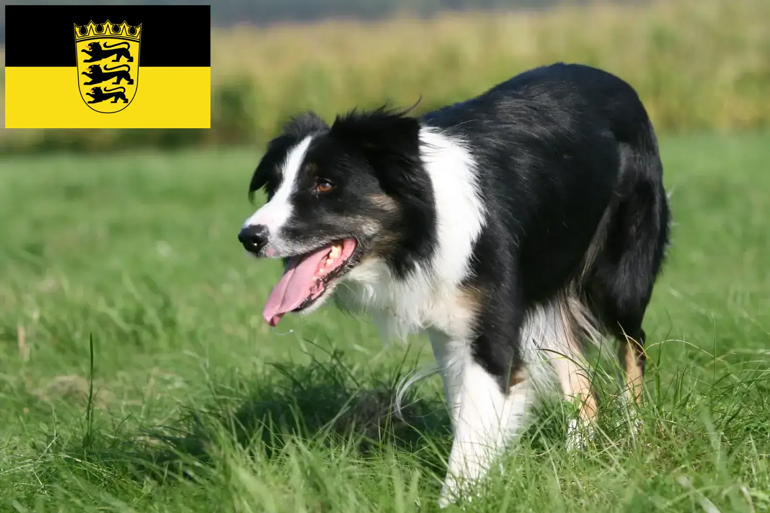 Border Collie puppies and breeders Baden-Württemberg Here you can find Border Collies breeders in Baden-Württemberg.