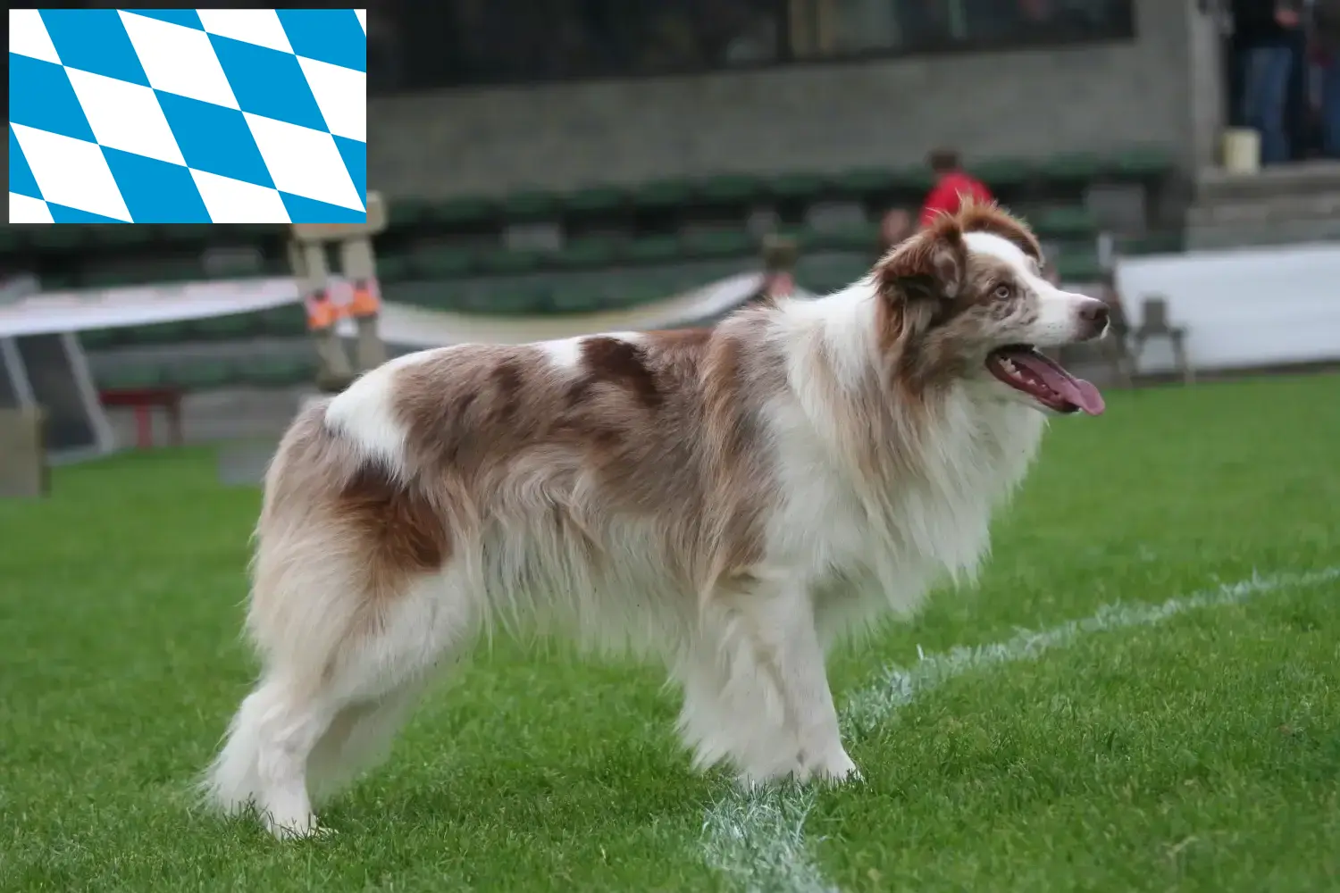 Border Collie puppies and breeders Bavaria Here you can find Border Collies breeders in Bavaria.