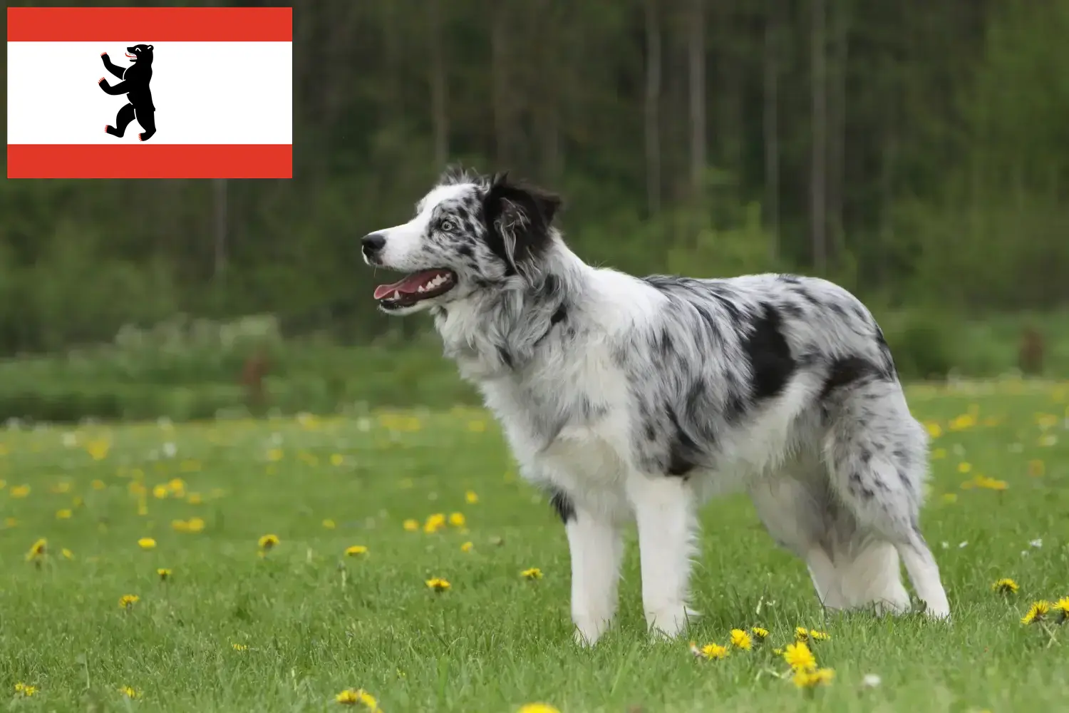 Border Collie puppies and breeders Berlin Here you can find Border Collies breeders in Berlin.