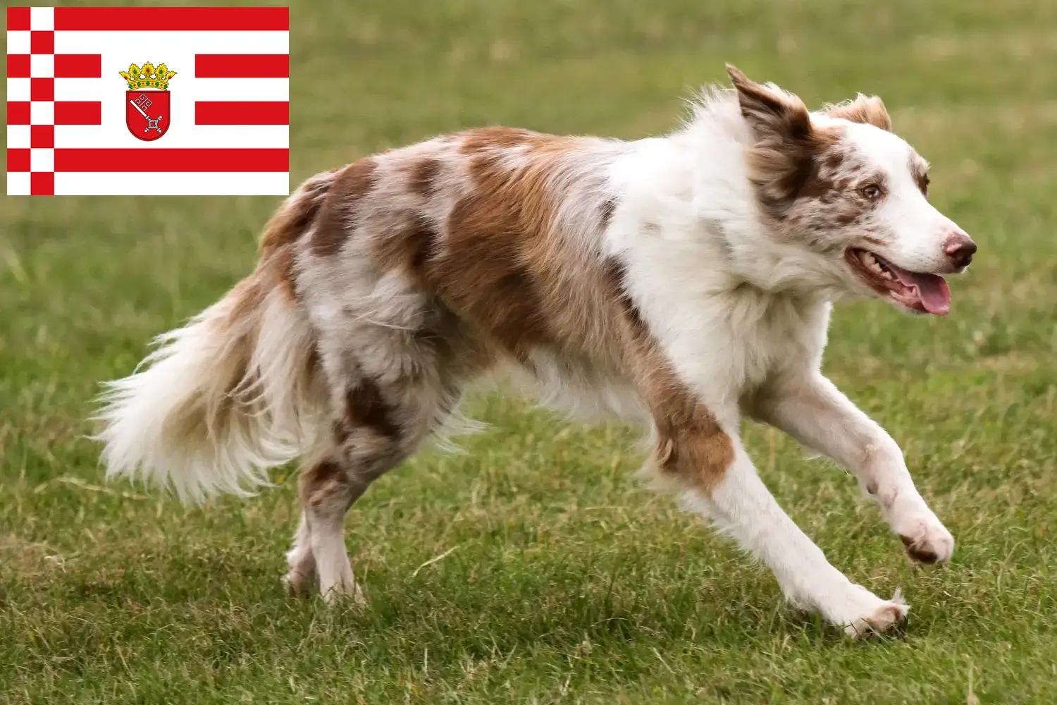 Border Collie puppies and breeders Bremen Find Border Collies breeders in Bremen.