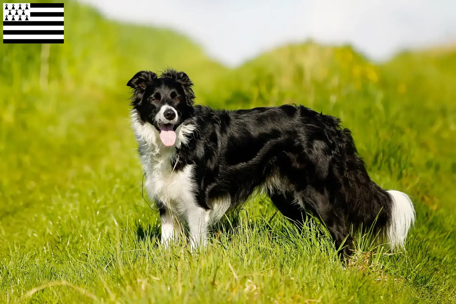 Border Collie puppies and breeder Bretagne Find Border Collies breeders in Brittany .