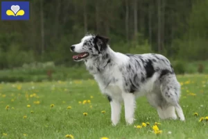 Read more about the article Border Collie breeders and puppies in the Brussels-Capital Region