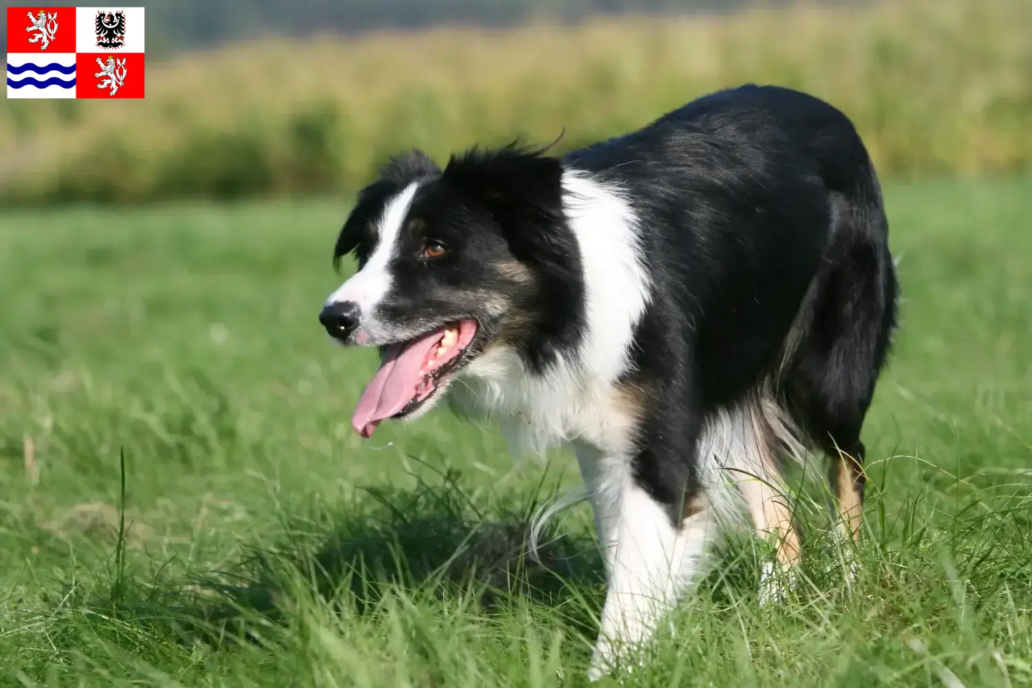 Border Collie puppies and breeders Central Bohemia Here you can find Border Collies breeders in Central Bohemia.