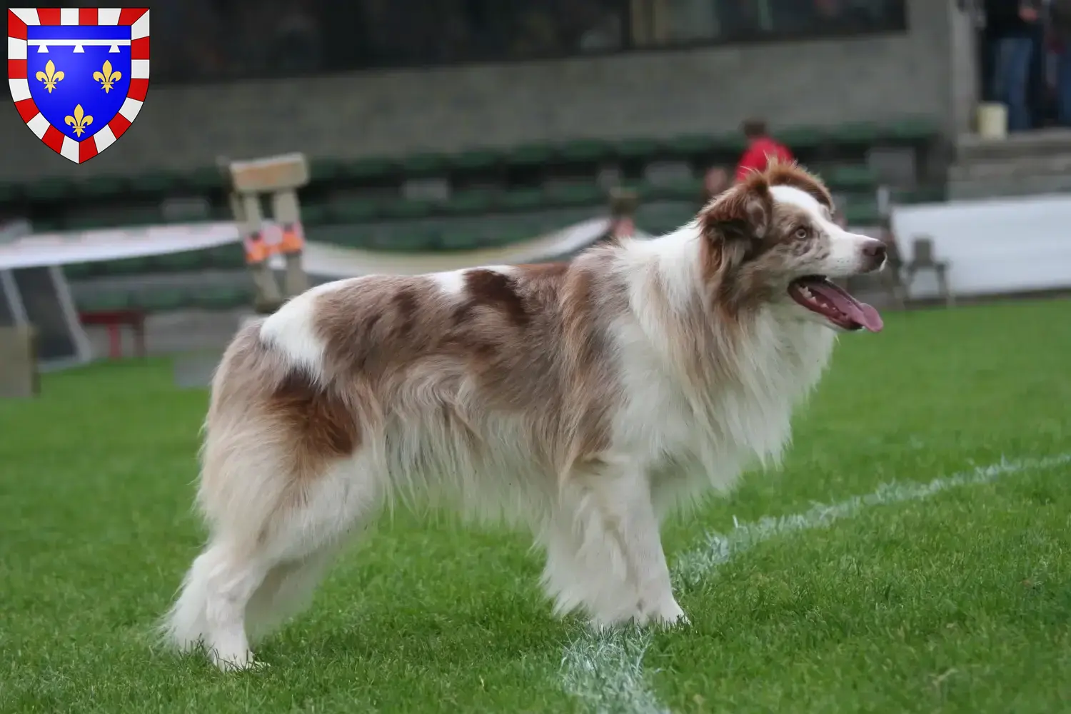 Border Collie puppies and breeders Centre-Val de Loire Find Border Collies breeders in Centre-Val de Loire.