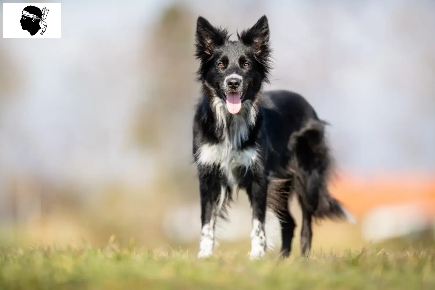 Border Collie puppies and breeders Corsica Find Border Collies breeders in Corsica.