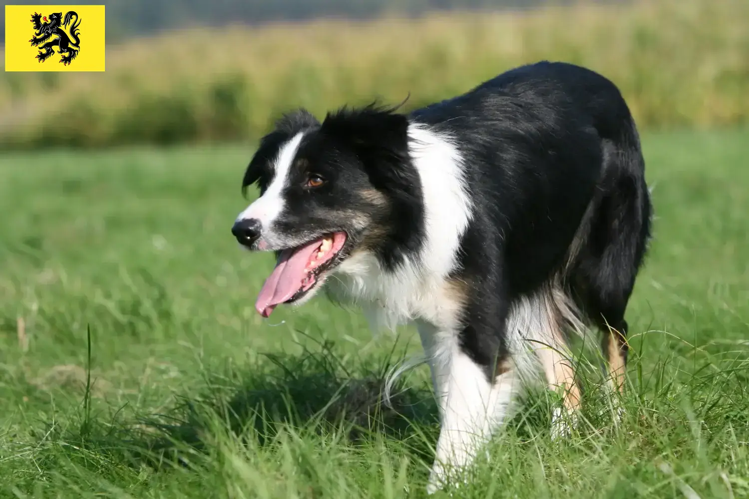 Border Collie puppies and breeders Flanders Find Border Collies breeders in Flanders.