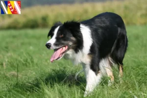 Read more about the article Border Collie breeders and puppies in Grand Est