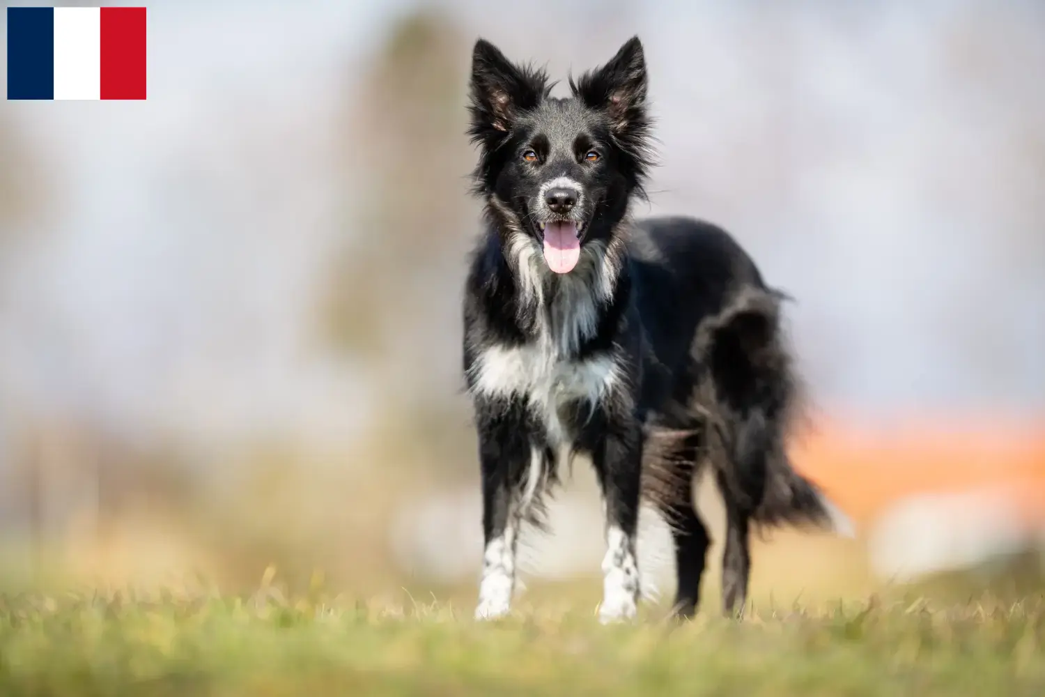 Border Collie puppies and breeders Guadeloupe Find Border Collies breeders in Guadeloupe.