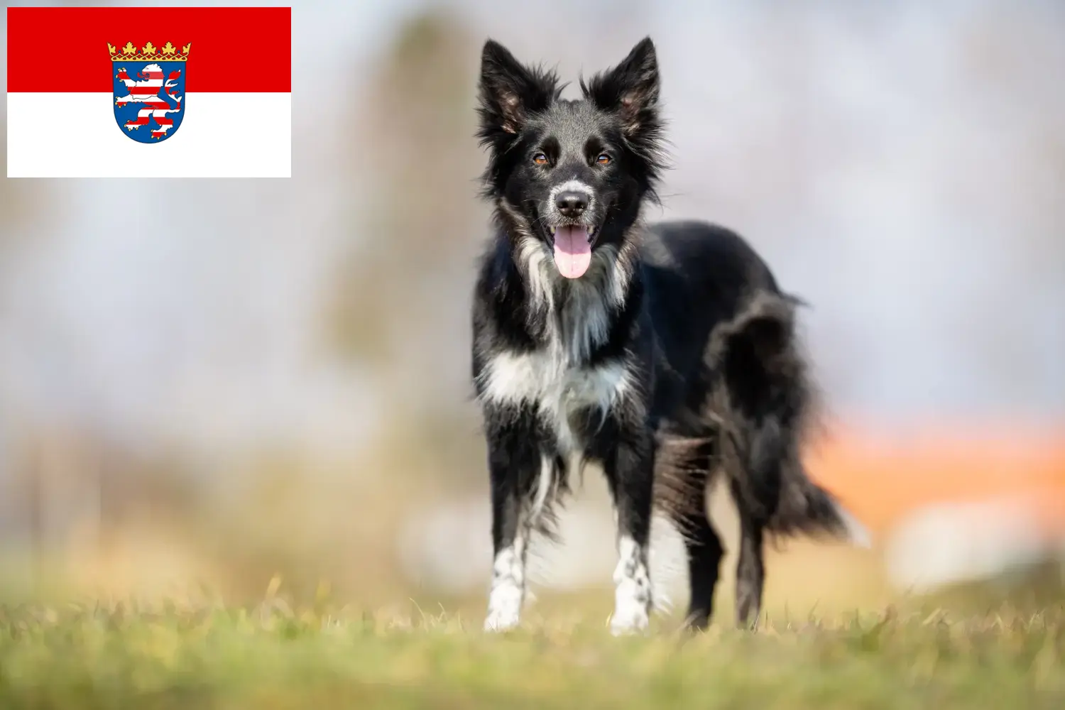 Border Collie puppies and breeders Hessen Here you can find Border Collies breeders in Hessen.