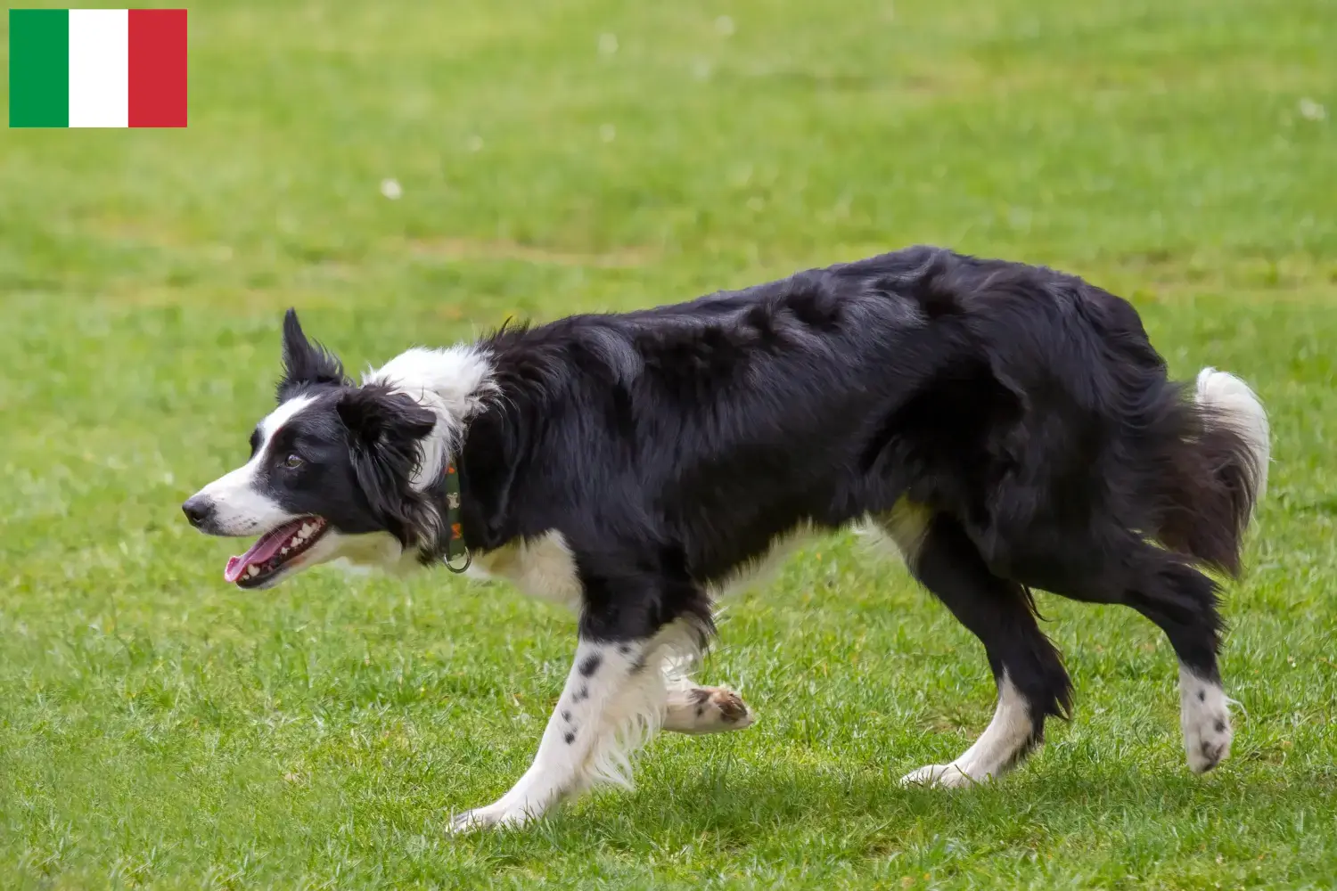 Border Collie puppies and breeders Italy Find Border Collies breeders in Italy.