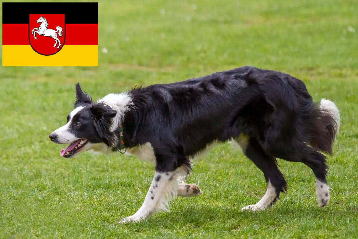 Border Collie puppies and breeders Lower Saxony Here you can find Border Collies breeders in Lower Saxony.