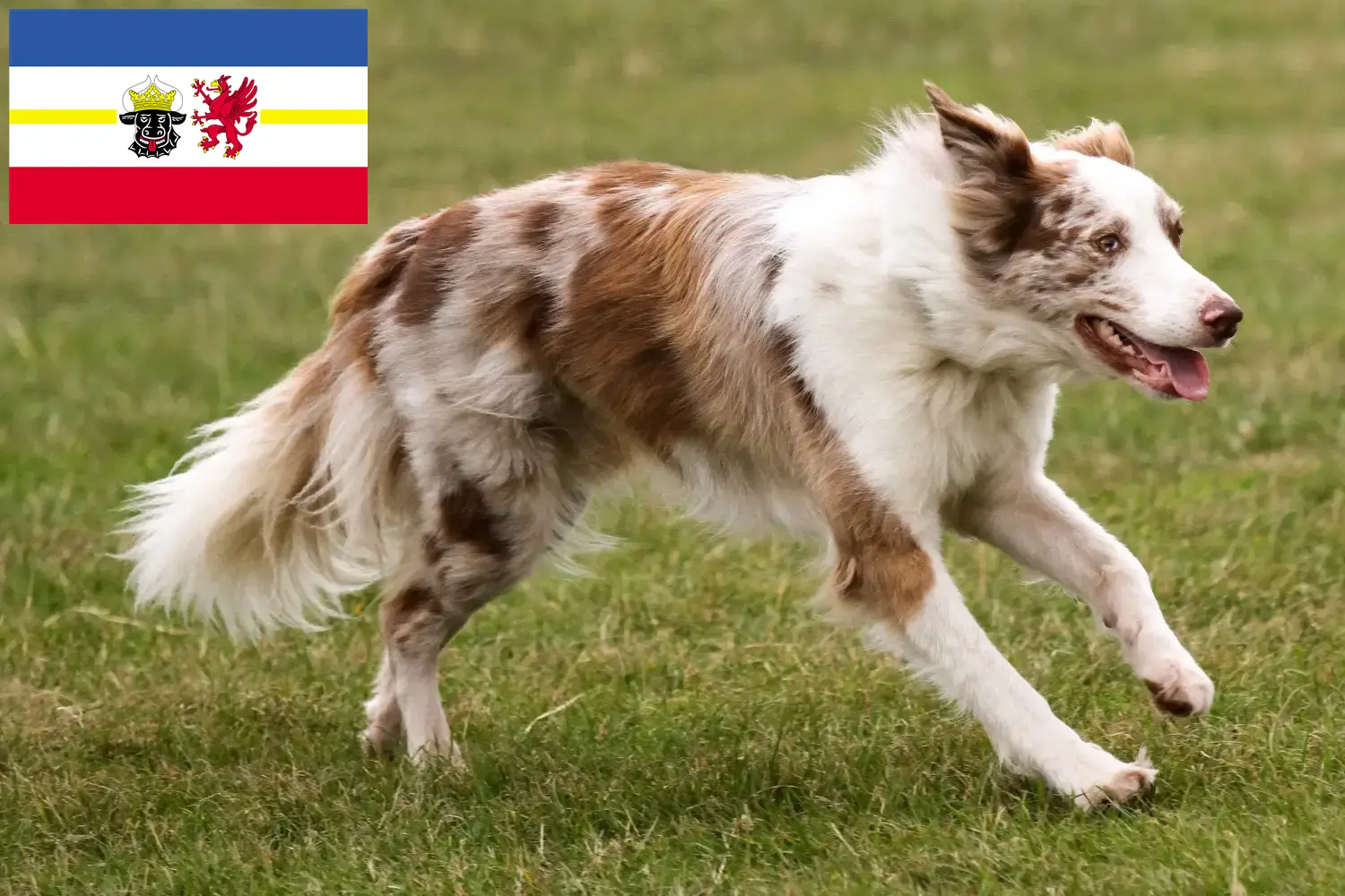 Border Collie puppies and breeders Mecklenburg-Vorpommern Here you can find Border Collies breeders in Mecklenburg-Vorpommern.