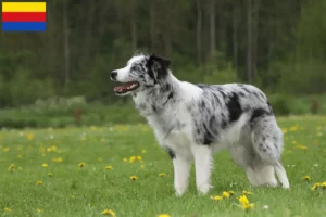 Read more about the article Border Collie breeders and puppies in North Holland
