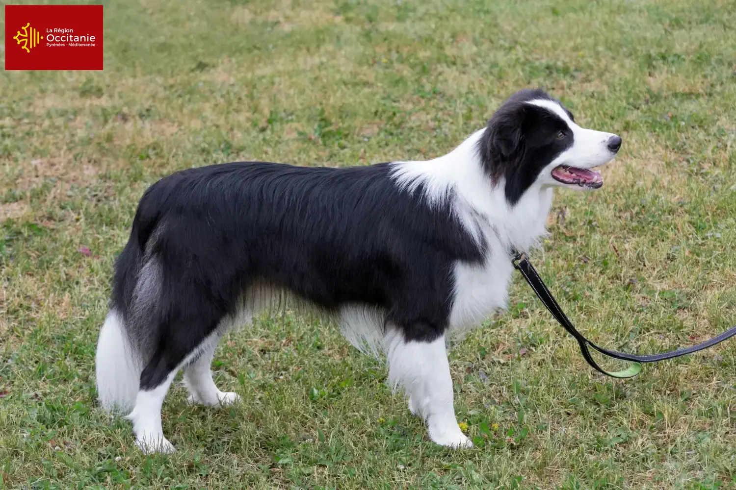 Border Collie puppies and breeders Occitania Find Border Collies breeders in Occitania.