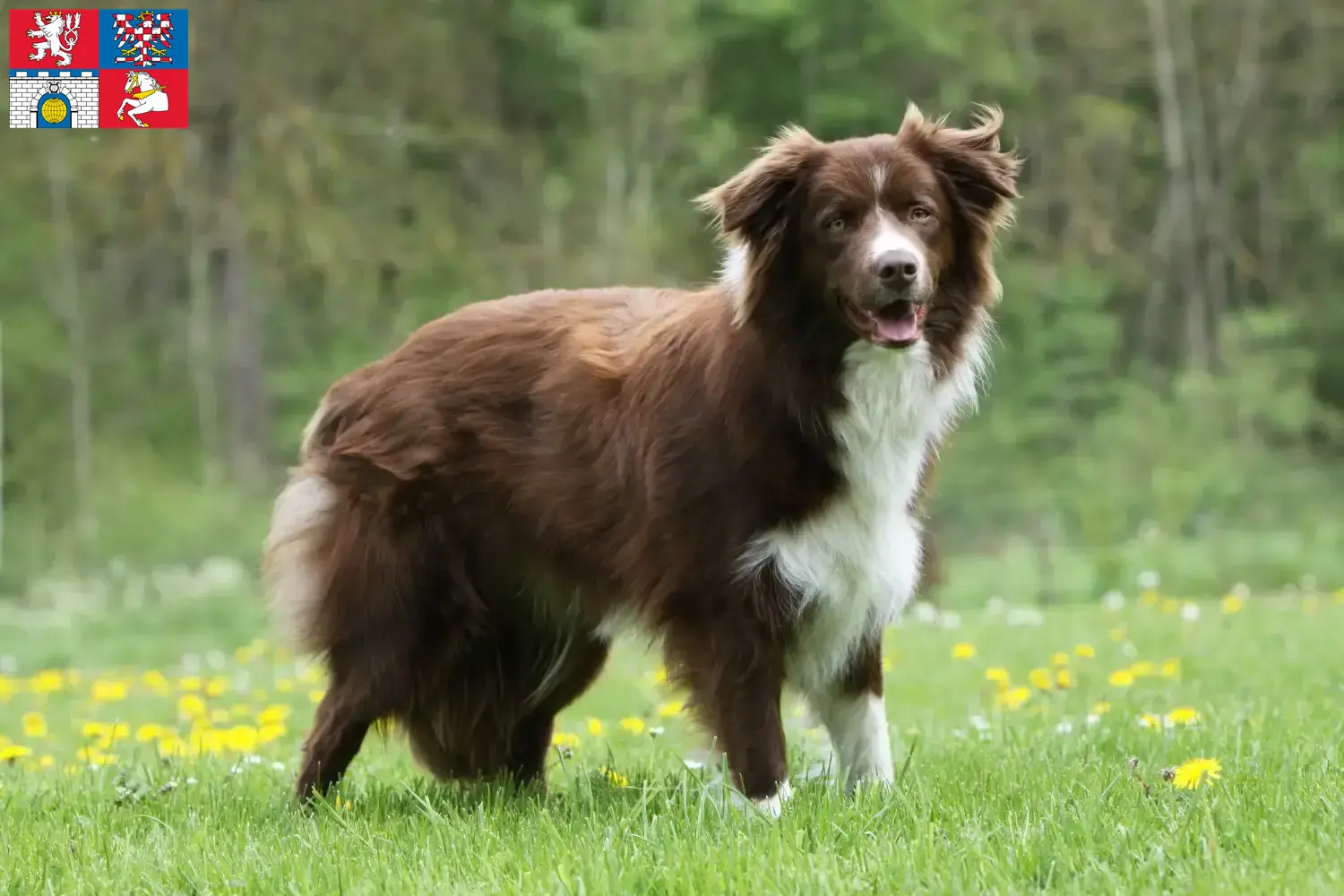 Border Collie puppies and breeders Pardubice Find Border Collies breeders in Pardubice.