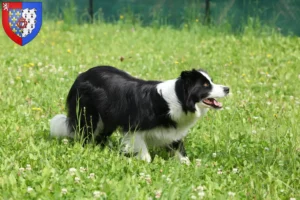 Read more about the article Border Collie breeders and puppies in Pays de la Loire