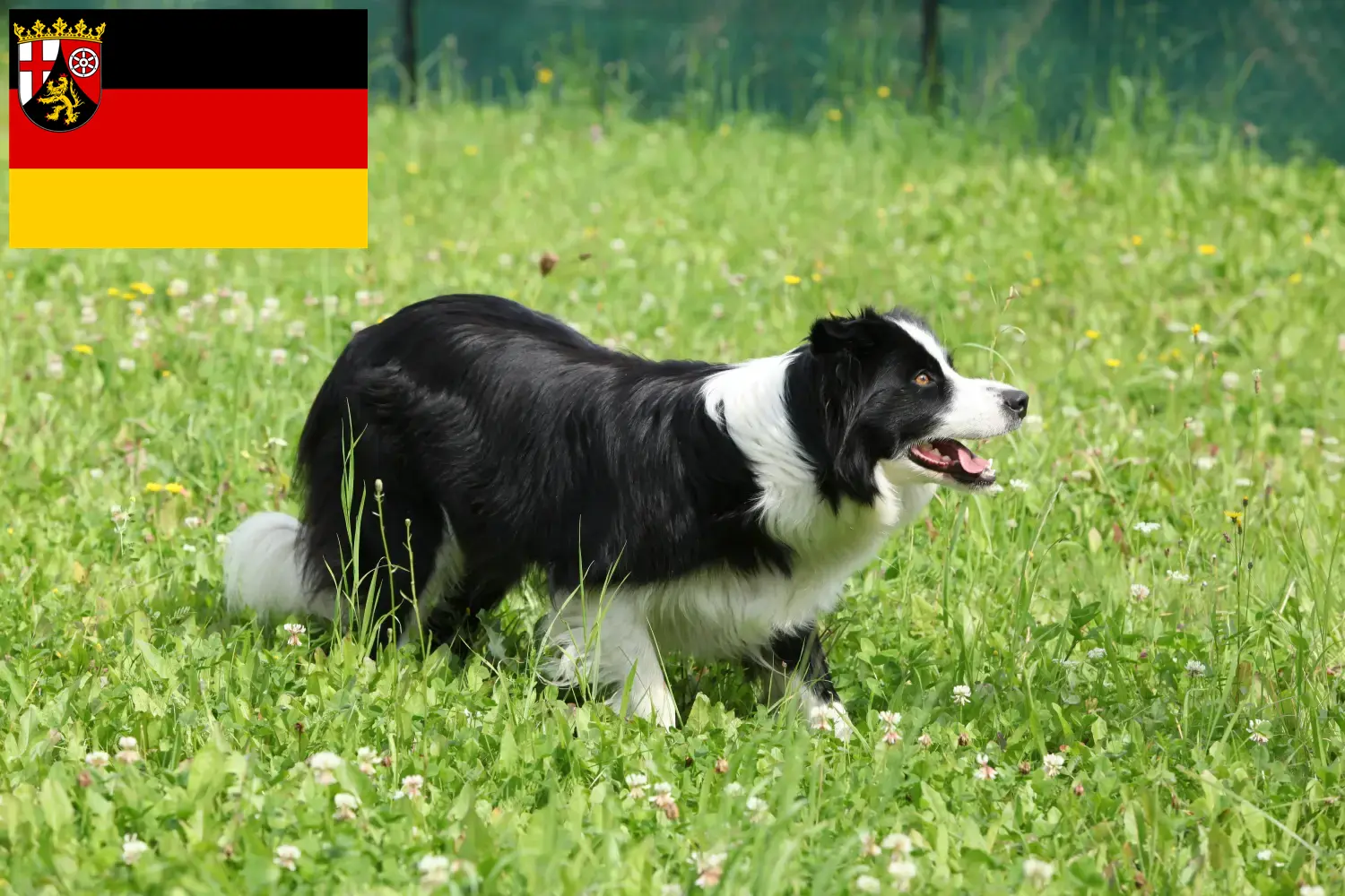 Border Collie puppies and breeders Rhineland-Palatinate Here you can find Border Collies breeders in Rhineland-Palatinate.