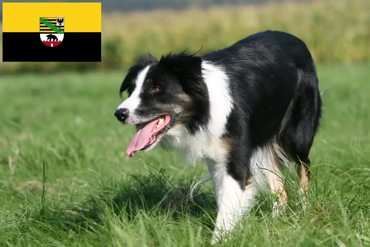 Border Collie puppies and breeders Saxony-Anhalt Here you can find Border Collies breeders in Saxony-Anhalt.