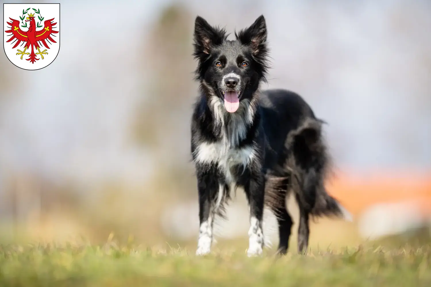Border Collie puppies and breeders Tyrol Here you can find Border Collies breeders in Tyrol.