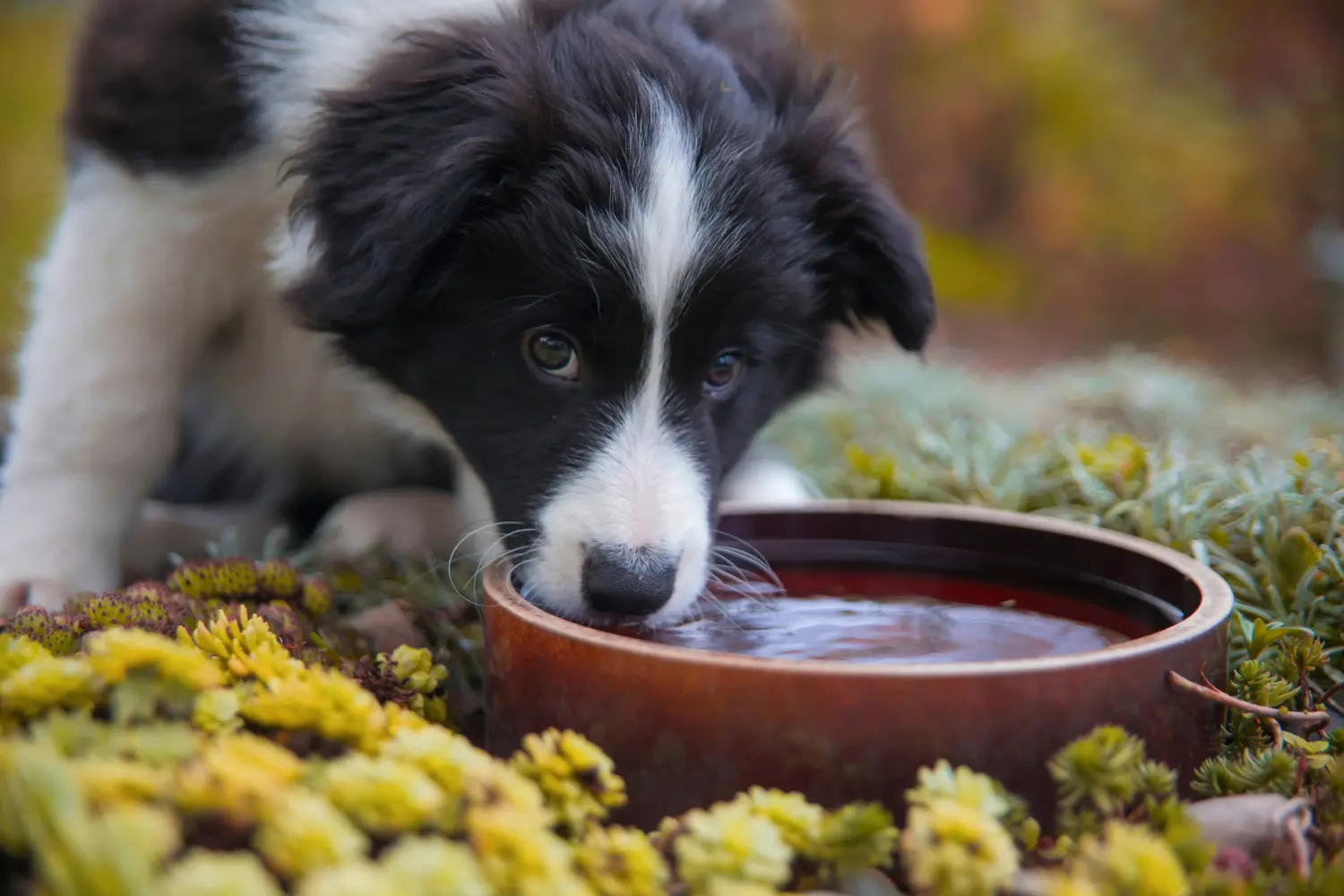 Buying a Border Collie puppy means taking responsibility! Buy Border Collie puppies.