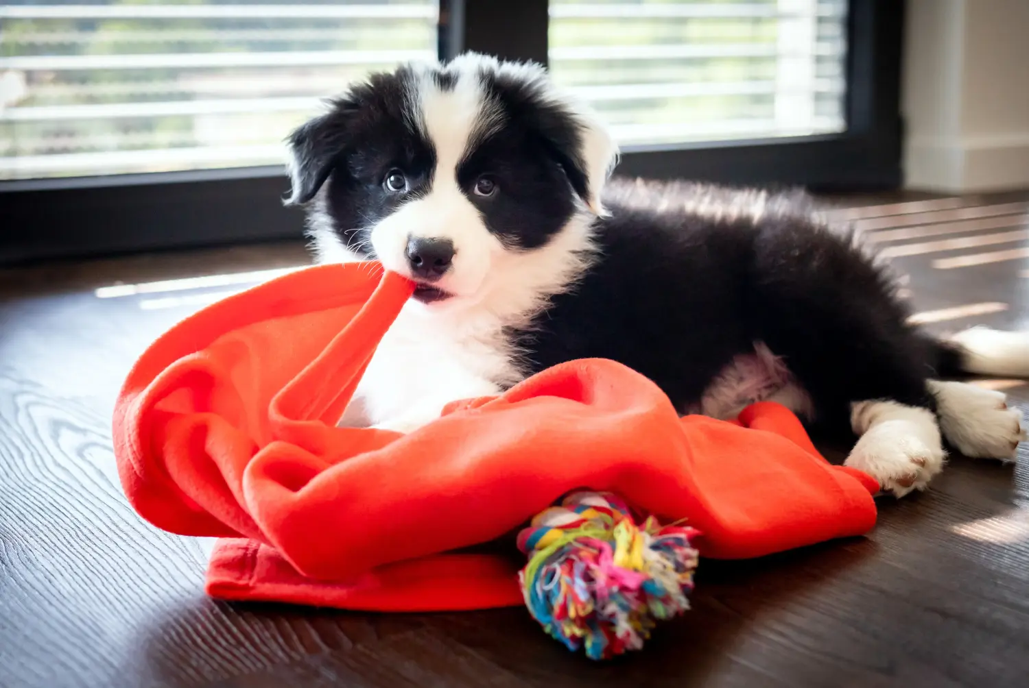 Buying a Border Collie puppy means taking responsibility! Buy Border Collie puppies.