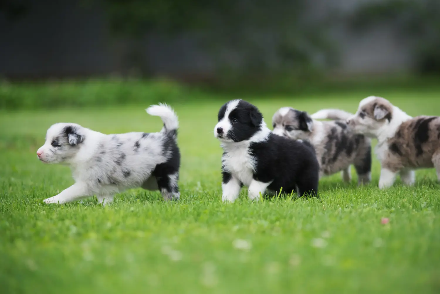 Buying a Border Collie puppy means taking responsibility! Buy Border Collie puppies.