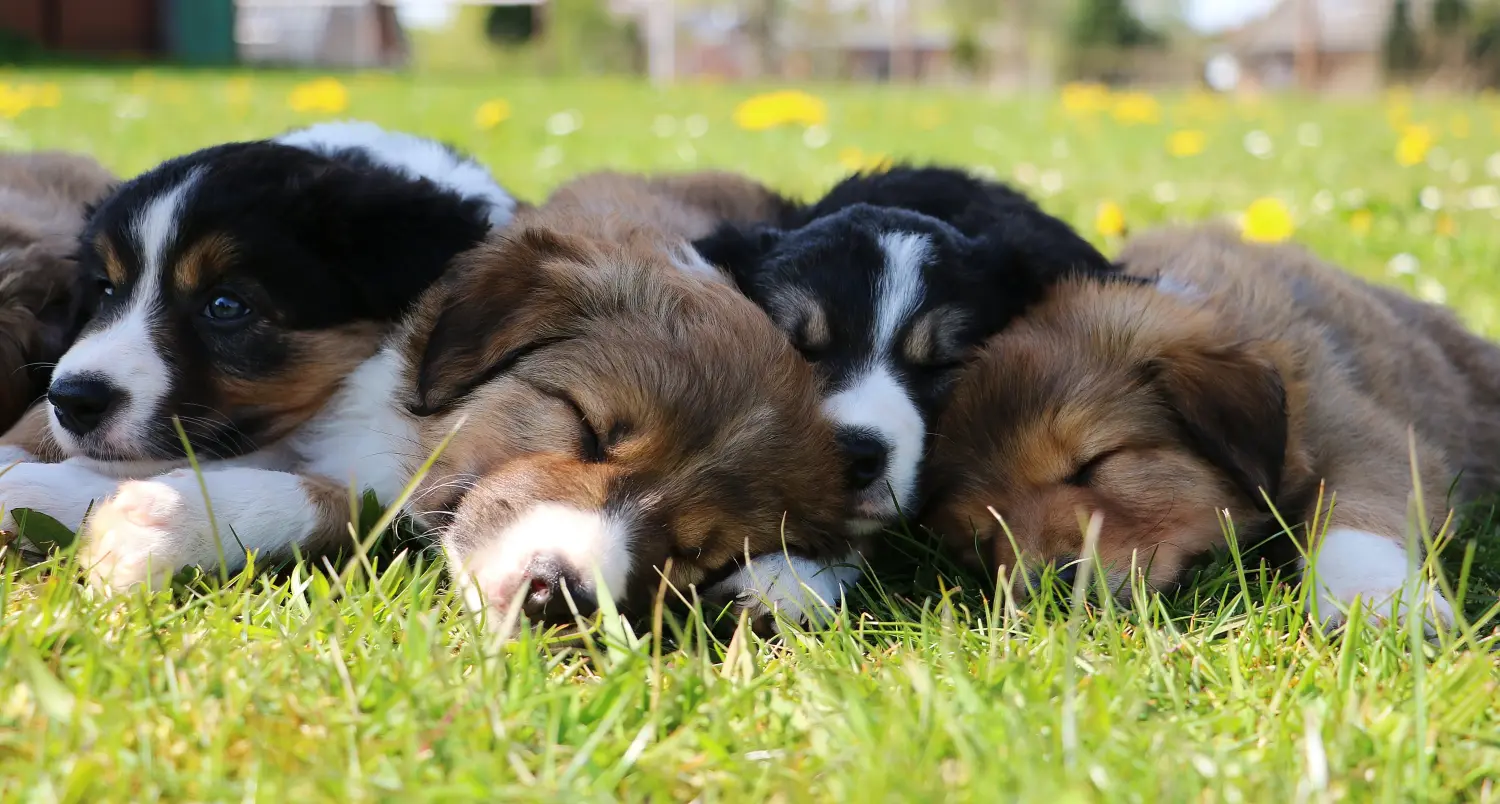 Buying a Border Collie puppy means taking responsibility! Buy Border Collie puppies.