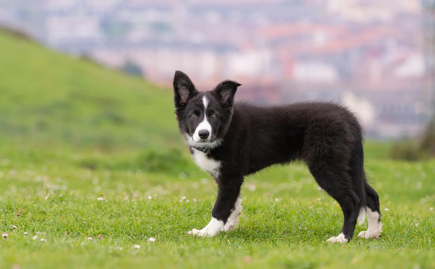 Buying a Border Collie puppy means taking responsibility! Buy Border Collie puppies.
