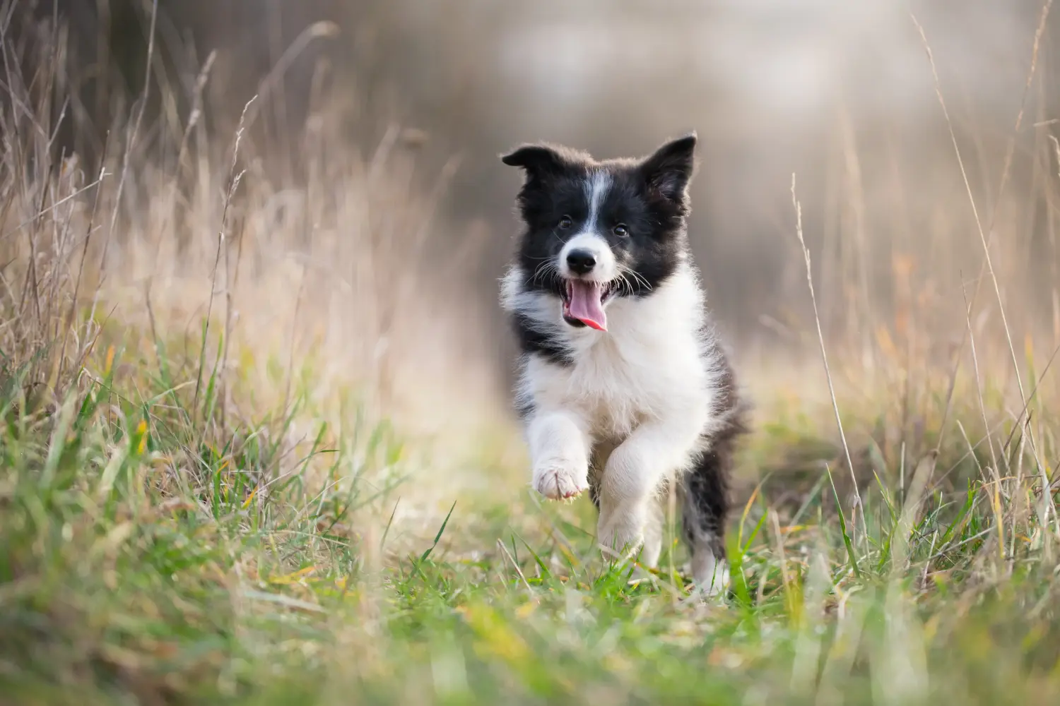 Buying a Border Collie puppy means taking responsibility! Buy Border Collie puppies.