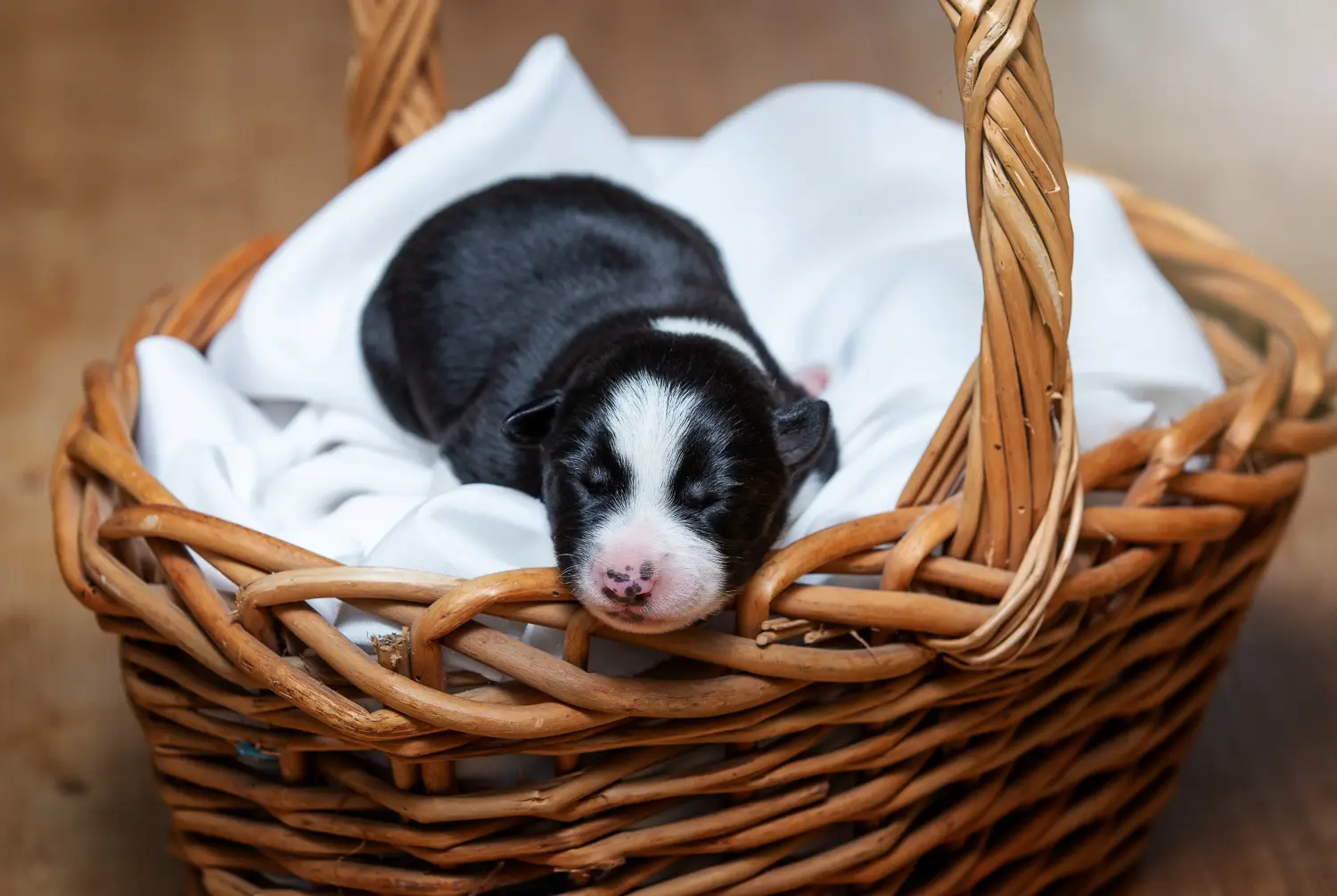 Buying a Border Collie puppy means taking responsibility! Buy Border Collie puppies.