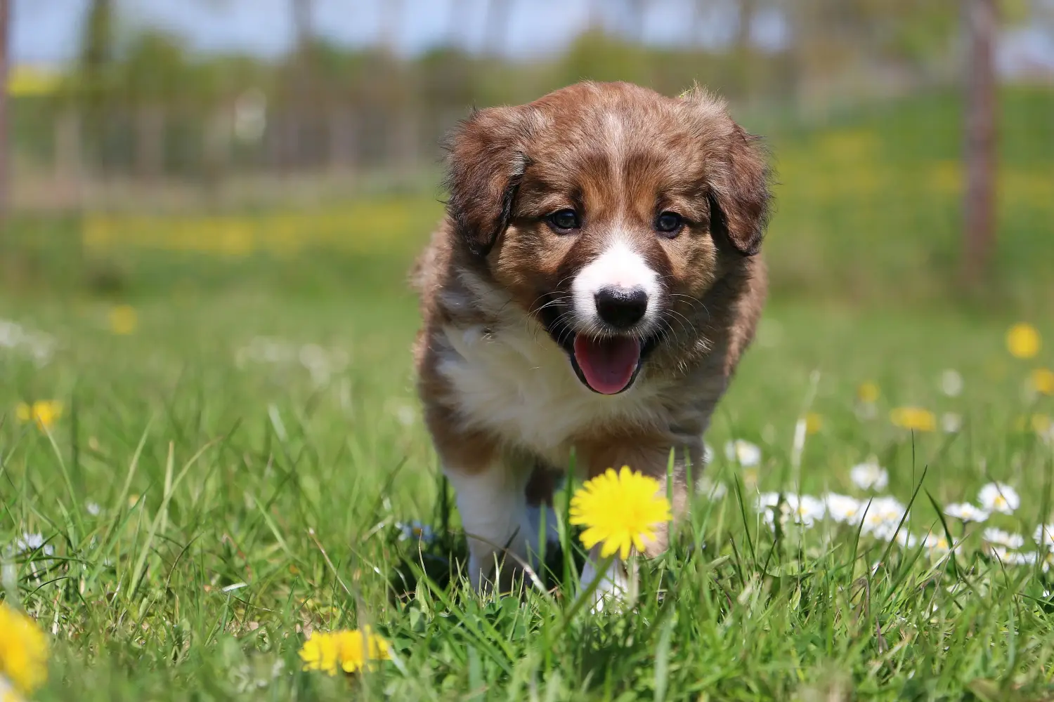 Buying a Border Collie puppy means taking responsibility! Buy Border Collie puppies.