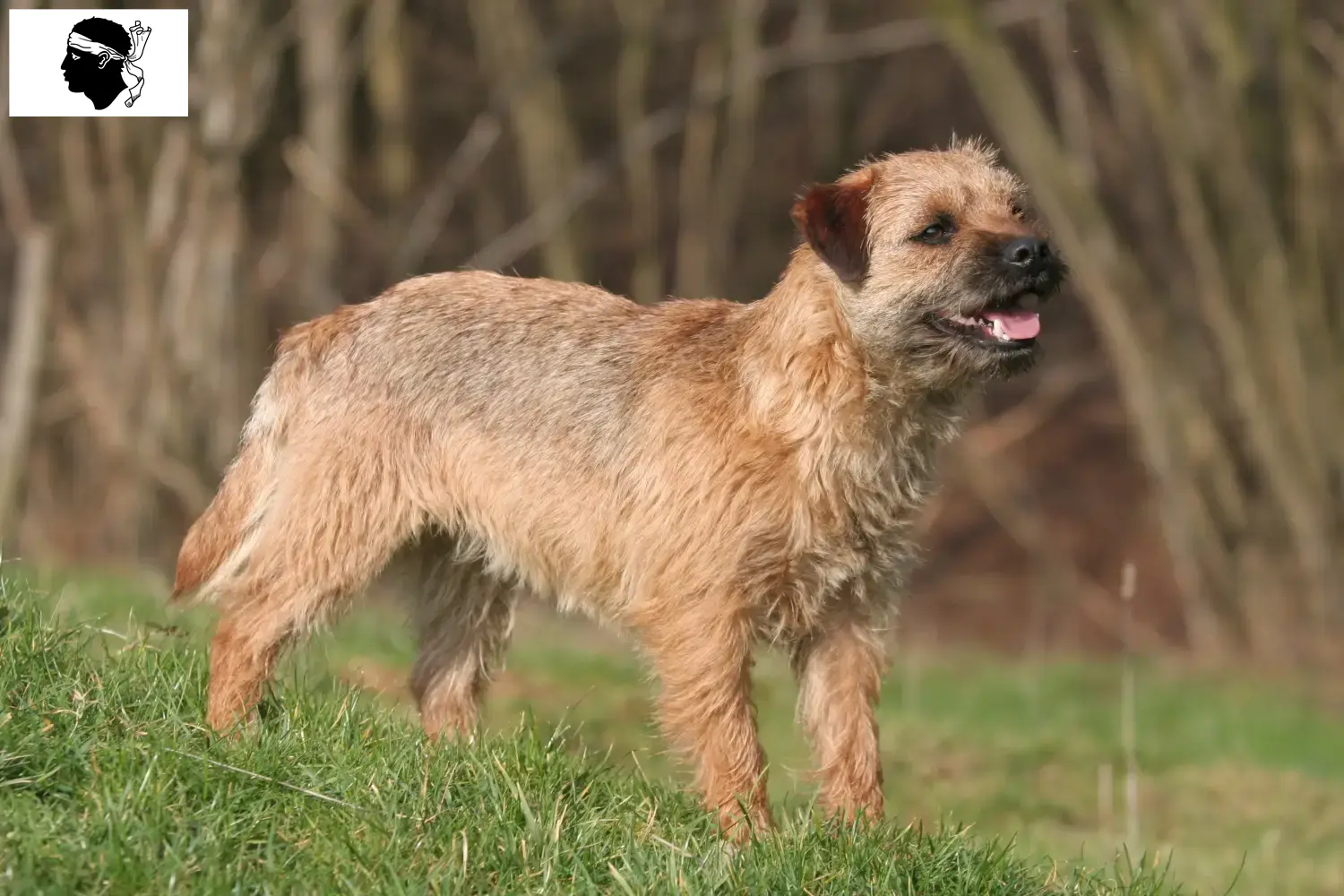 Border Terrier puppies and breeders Corsica Find Border Terrier breeders in Corsica.
