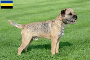 Read more about the article Border Terrier breeders and puppies in Gelderland