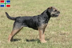 Read more about the article Border Terrier breeders and puppies in Groningen