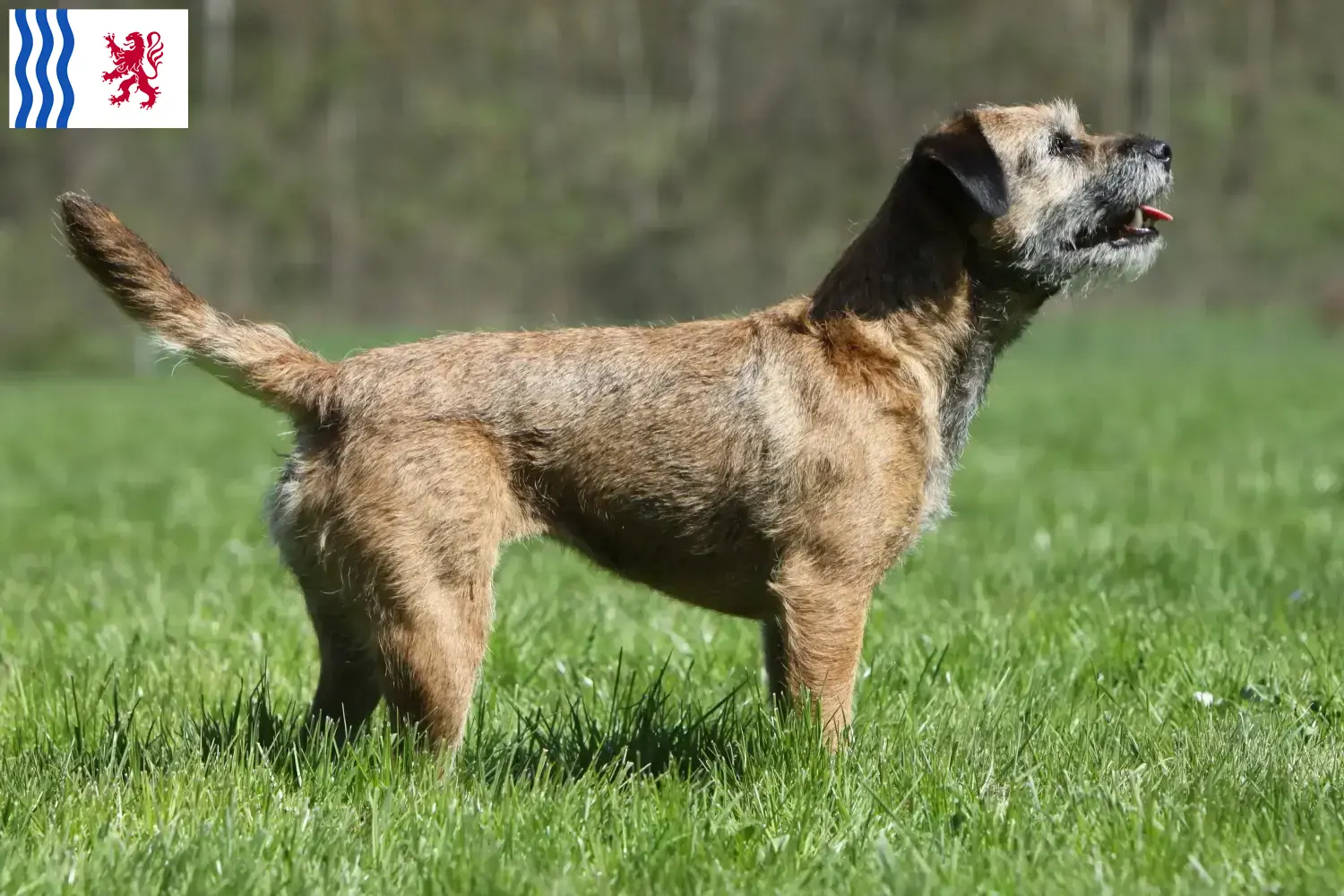 Border Terrier puppies and breeder Nouvelle-Aquitaine Find Border Terrier breeders in Nouvelle-Aquitaine.