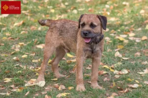 Read more about the article Border Terrier breeders and puppies in Occitania