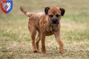 Read more about the article Border Terrier breeders and puppies in Pays de la Loire