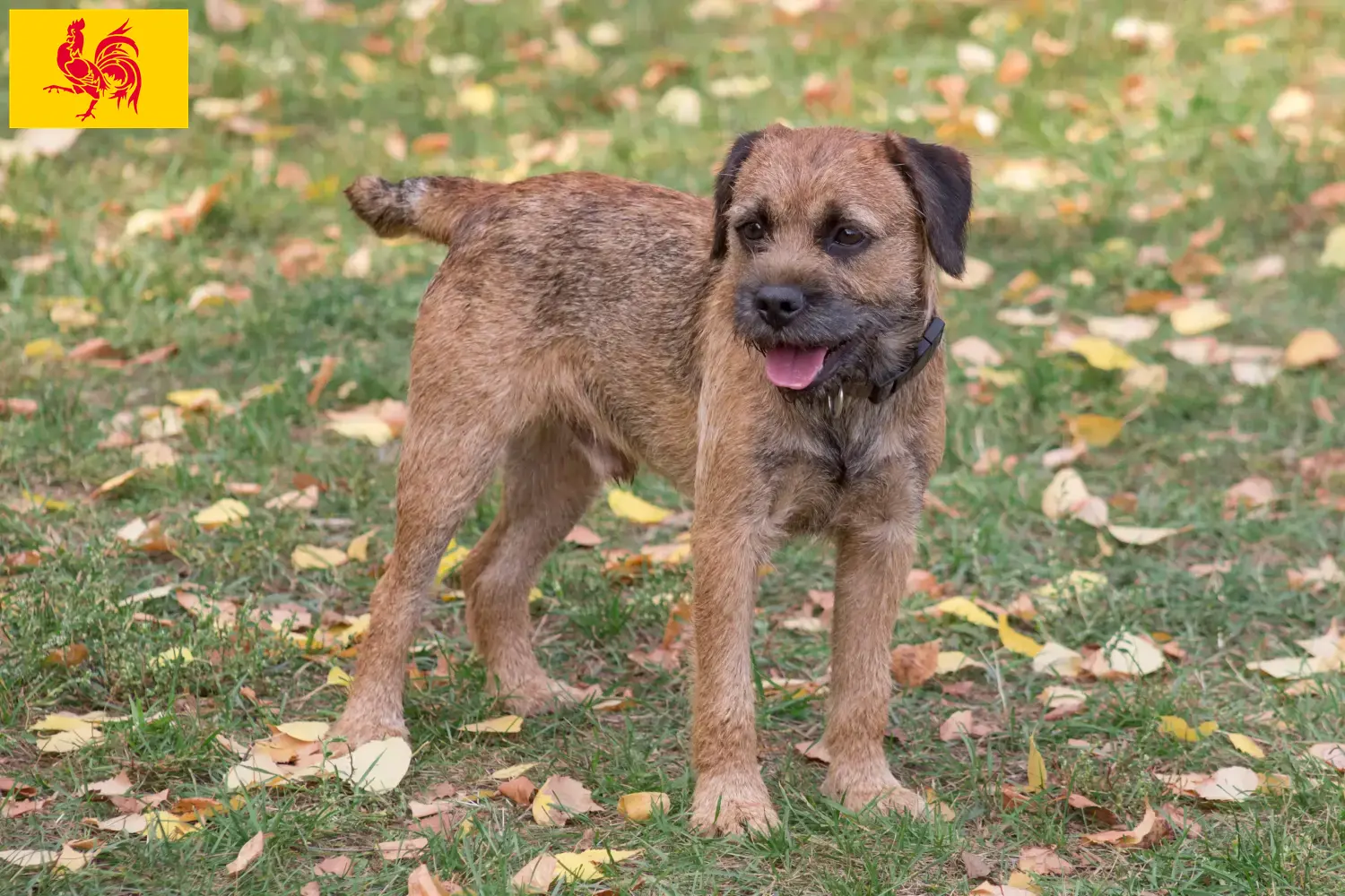 Border Terrier puppies and breeders Walloon Region Find Border Terrier breeders in Walloon Region here.