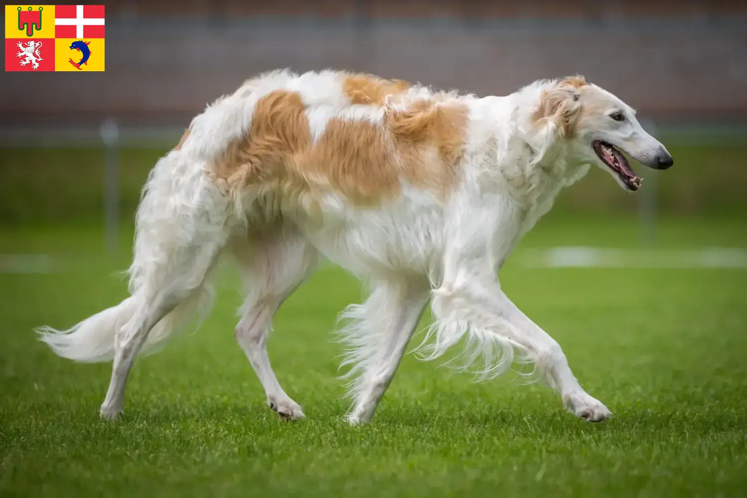 Borzoi puppies and breeders Auvergne-Rhône-Alpes Find Borzoi breeders in Auvergne-Rhône-Alpes here.