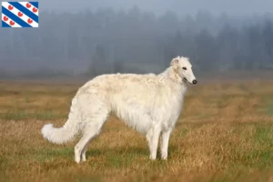 Read more about the article Borzoi breeders and puppies in Friesland