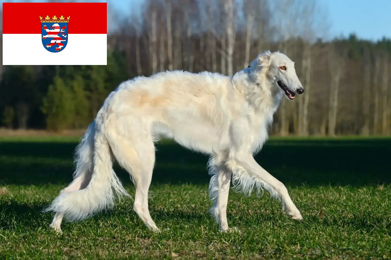 Borzoi puppies and breeder Hessen Here you can find Borzoi breeders in Hessen.