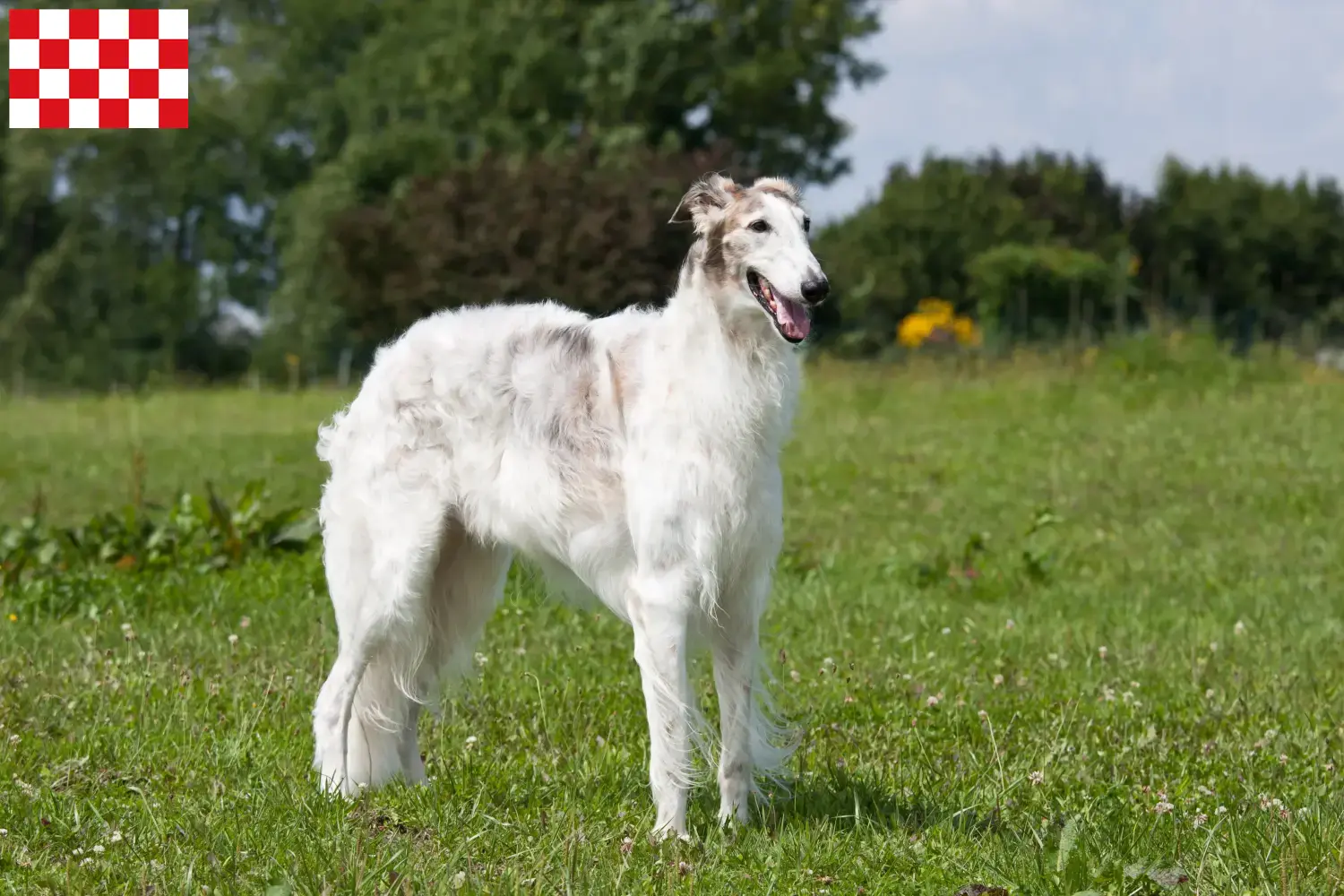 Borzoi puppies and breeders North Brabant Find Borzoi breeders in North Brabant here.