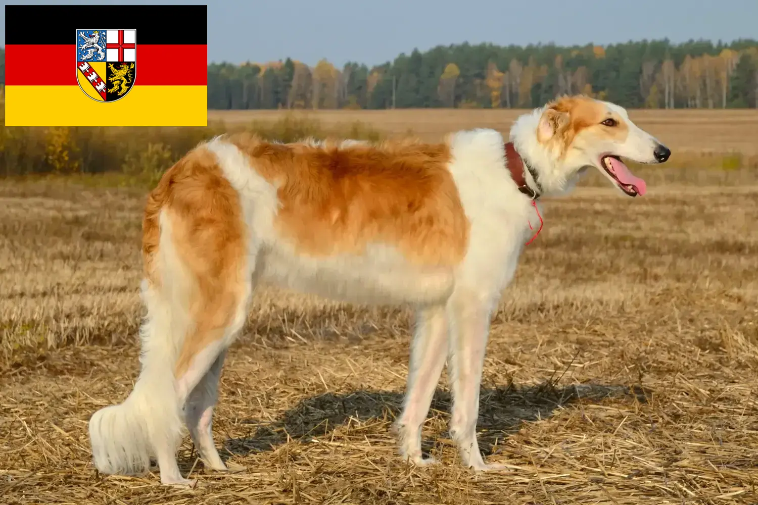 Borzoi puppies and breeder Saarland Here you can find Borzoi breeders im Saarland.
