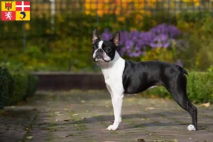 Read more about the article Boston Terrier breeders and puppies in Auvergne-Rhône-Alpes