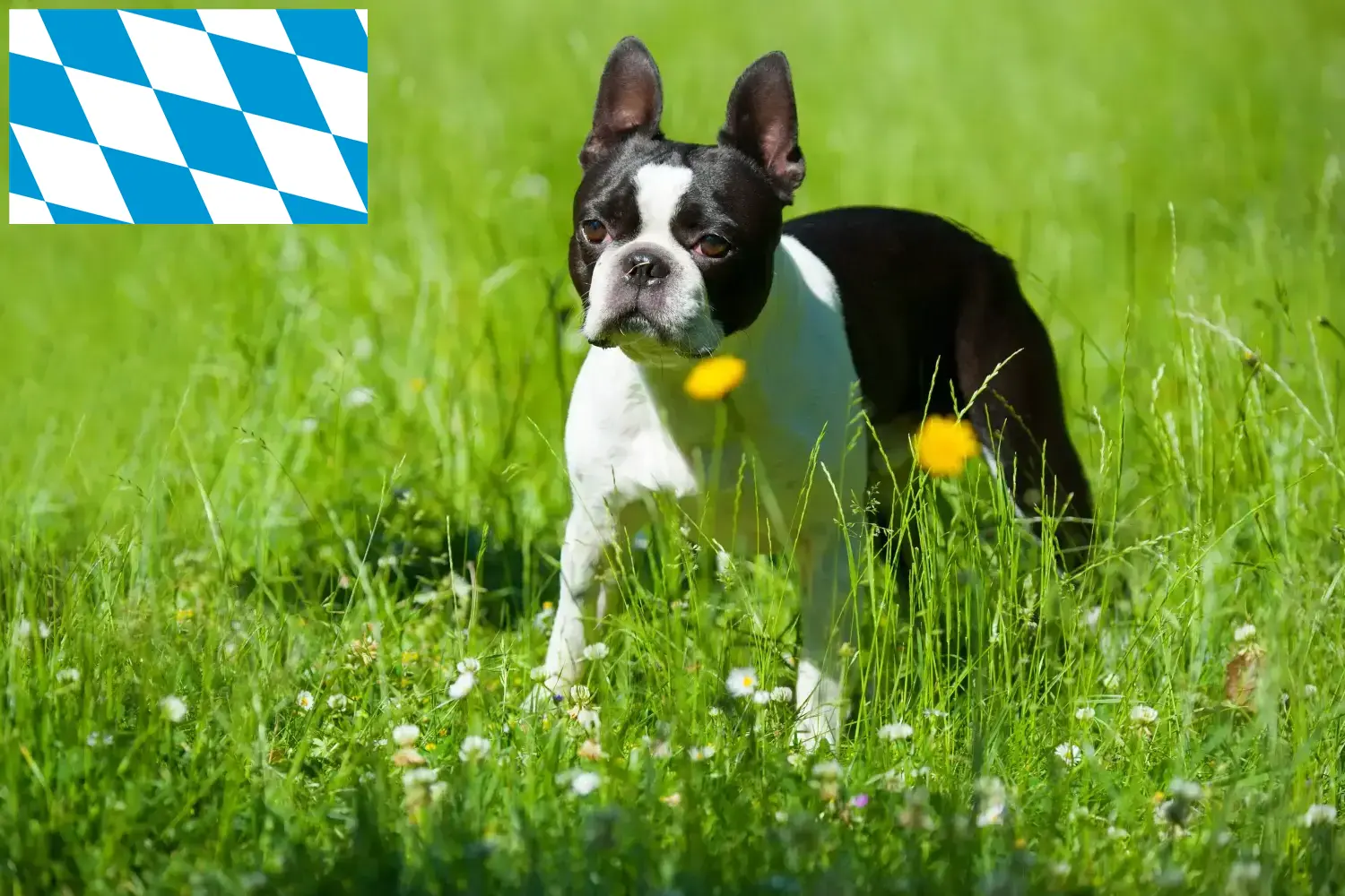 Boston Terrier puppies and breeders Bavaria Find Boston Terrier breeders in Bavaria here.